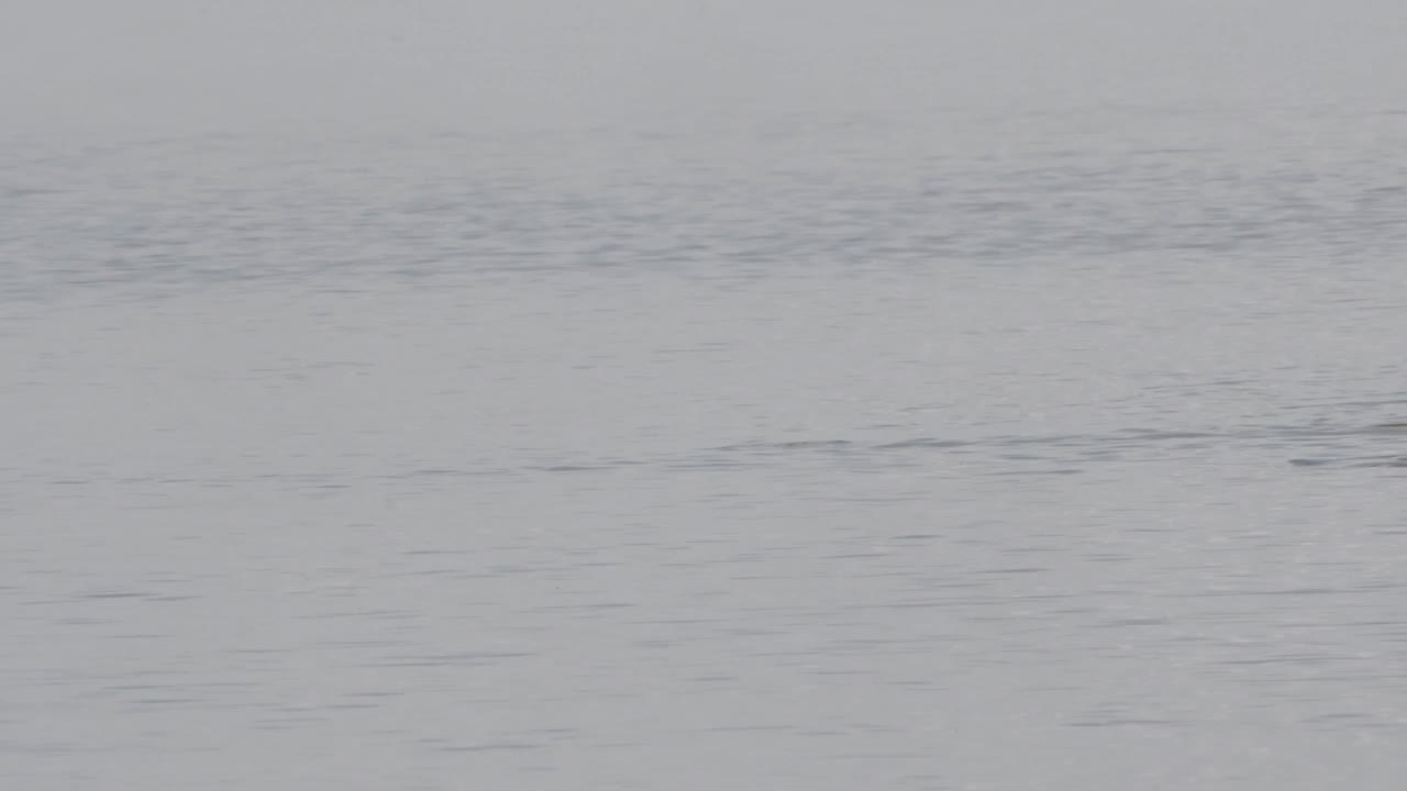火烈鸟在高水位觅食视频素材
