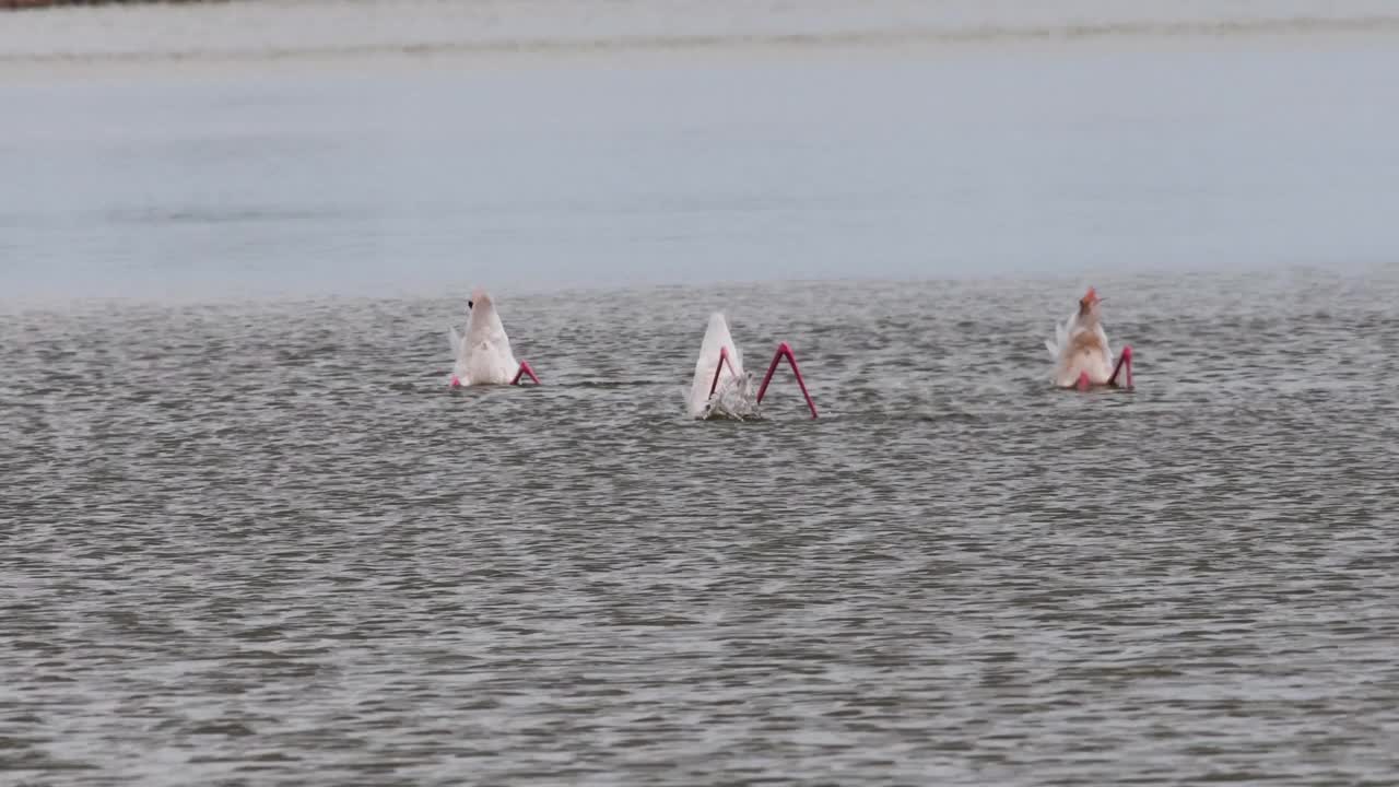 火烈鸟在高水位觅食视频下载