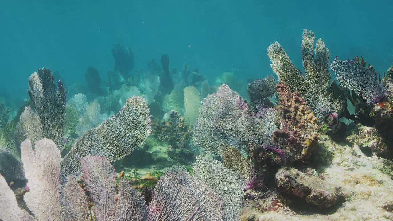 海球迷视频素材