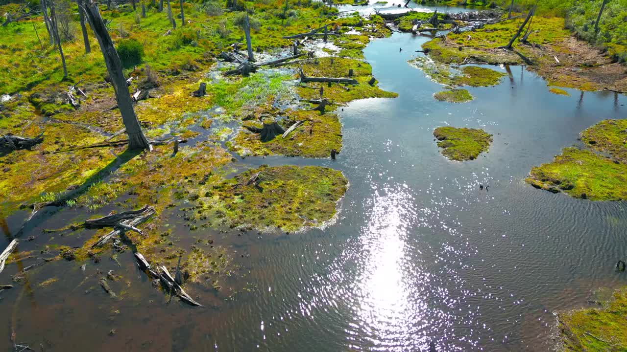 南美洲阿根廷火地岛上的叶金湖(Lago Yeguin)的海狸栖息地。无人机航拍图。视频素材