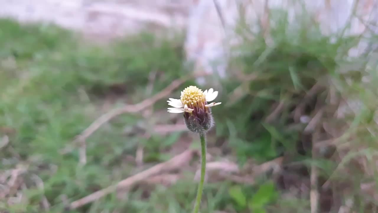 黄花在风中摇曳视频下载