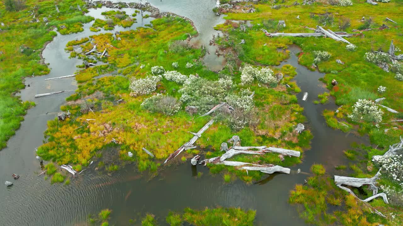 秋天，阿根廷乌斯怀亚附近的巴塔哥尼亚火地岛国家公园，从空中俯瞰沼泽和死树。视频下载