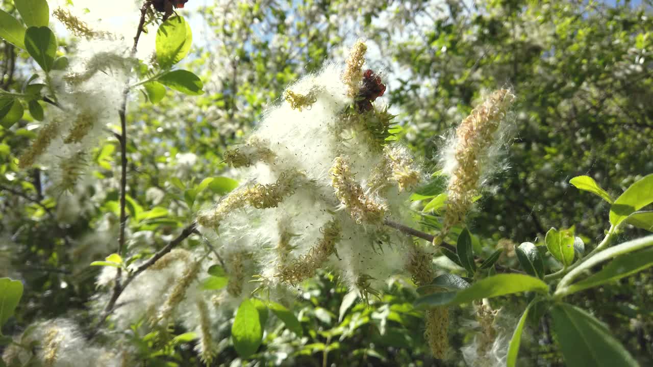 尖叶柳树(Salix acutifolia)蓬松的种子视频素材