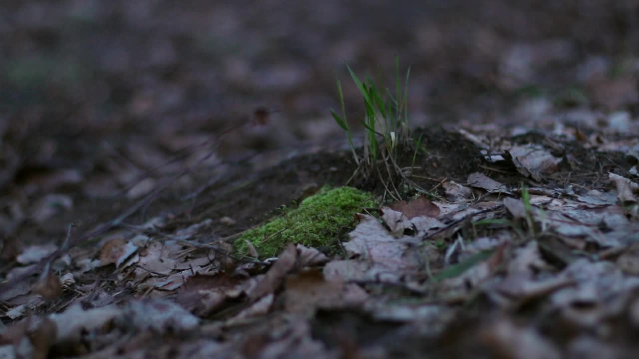 环保理念。秋春林中人的脚步，铺满枯叶和小绿草的地面特写。视频下载