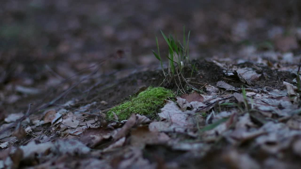 环境保护理念。一个人走在林地里。在秋夏森林的近景中，男性的脚踩在被枯叶和小绿草覆盖的地面上视频下载