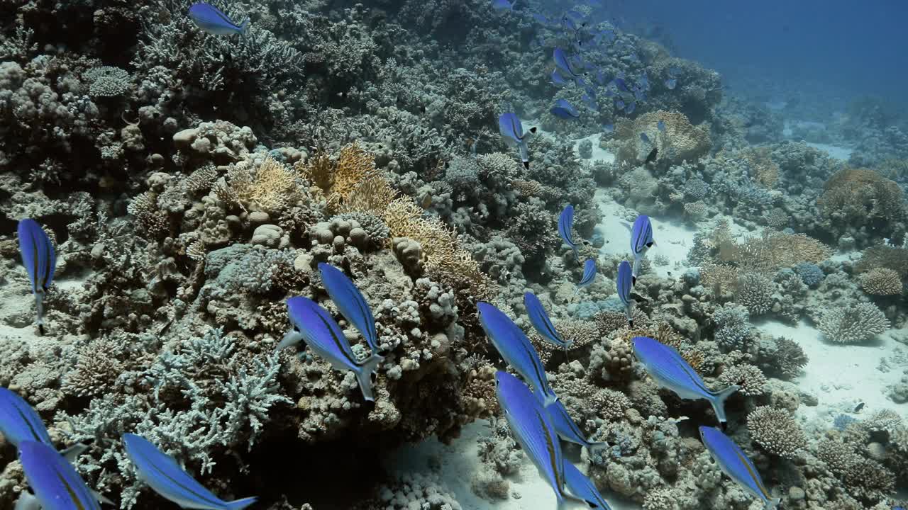 珊瑚悬崖的海景，蓝色和黑色的鱼在旁边游泳。视频素材