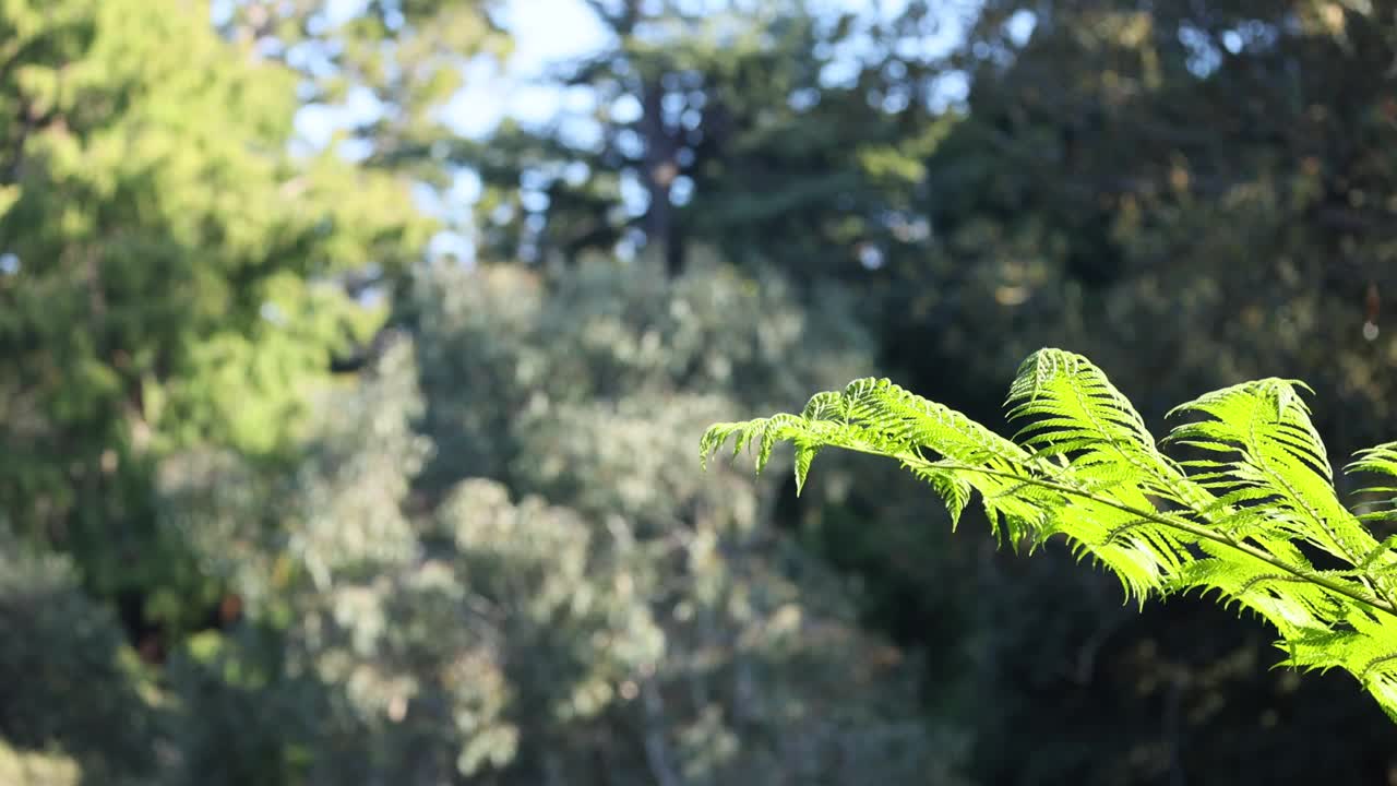 墨尔本植物园的蕨类植物视频素材