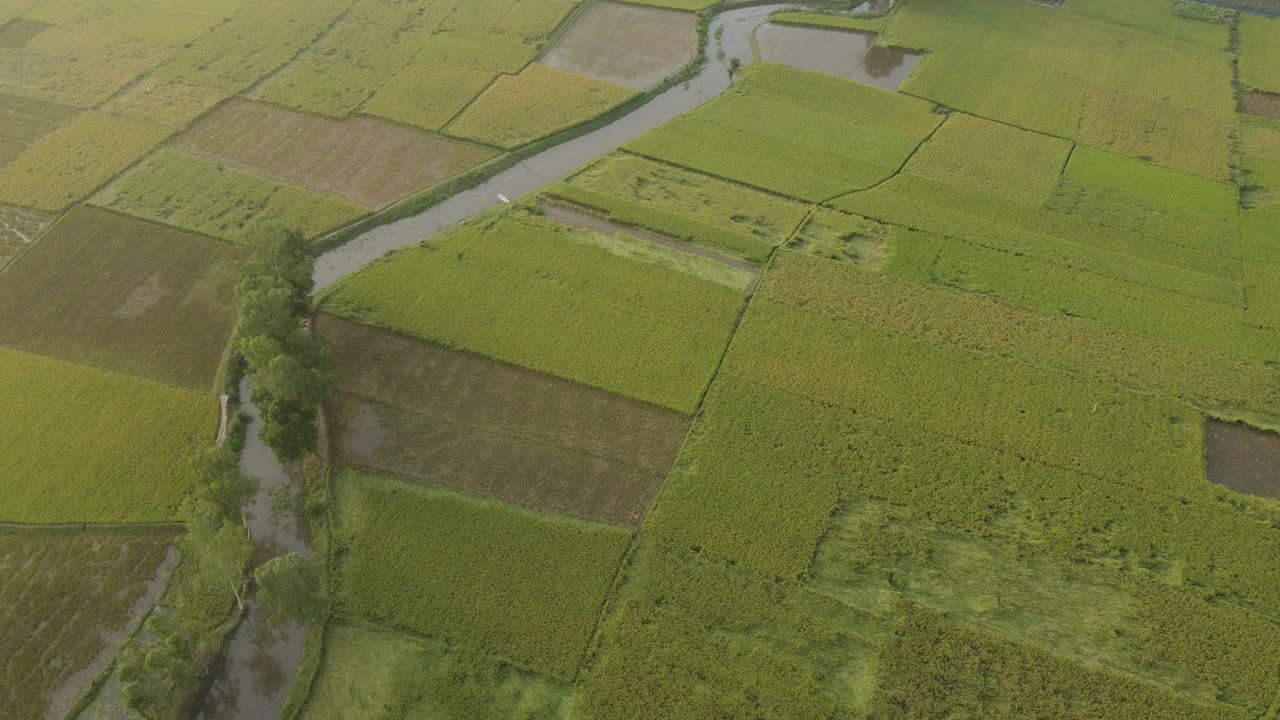 这张照片是在孟加拉国农村稻田收获前拍摄的，位于坦吉尔的Madhupur，宁静而美丽。视频下载