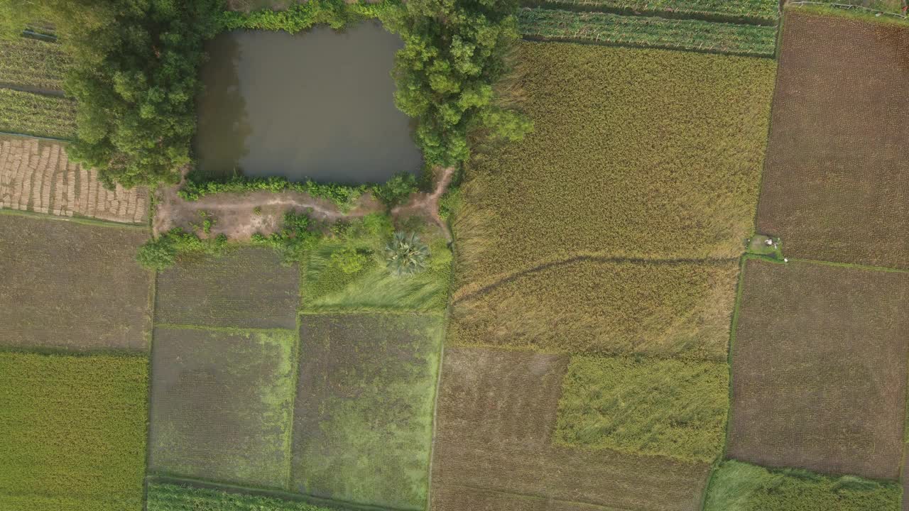 Madhupur, tangail的乡村魅力:未收获的稻田，被古色古香的乡村房屋包围的池塘视频下载