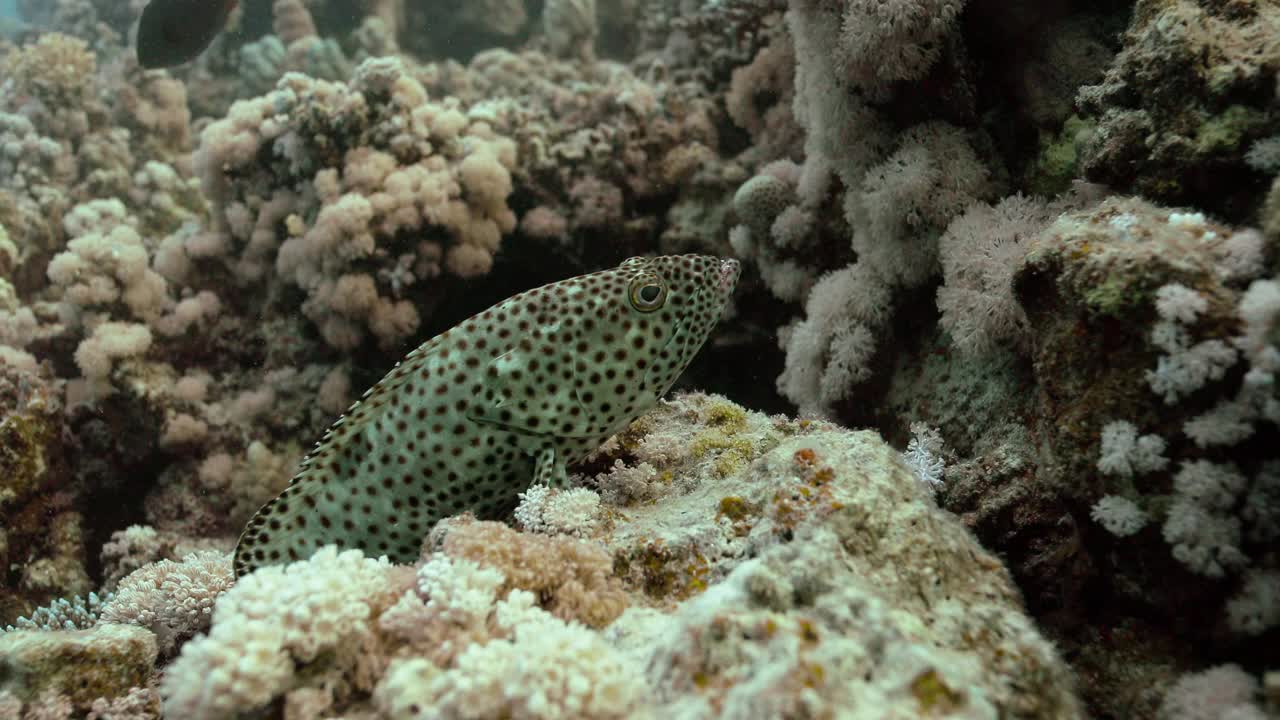 海洋深处的石斑鱼的特写镜头视频素材