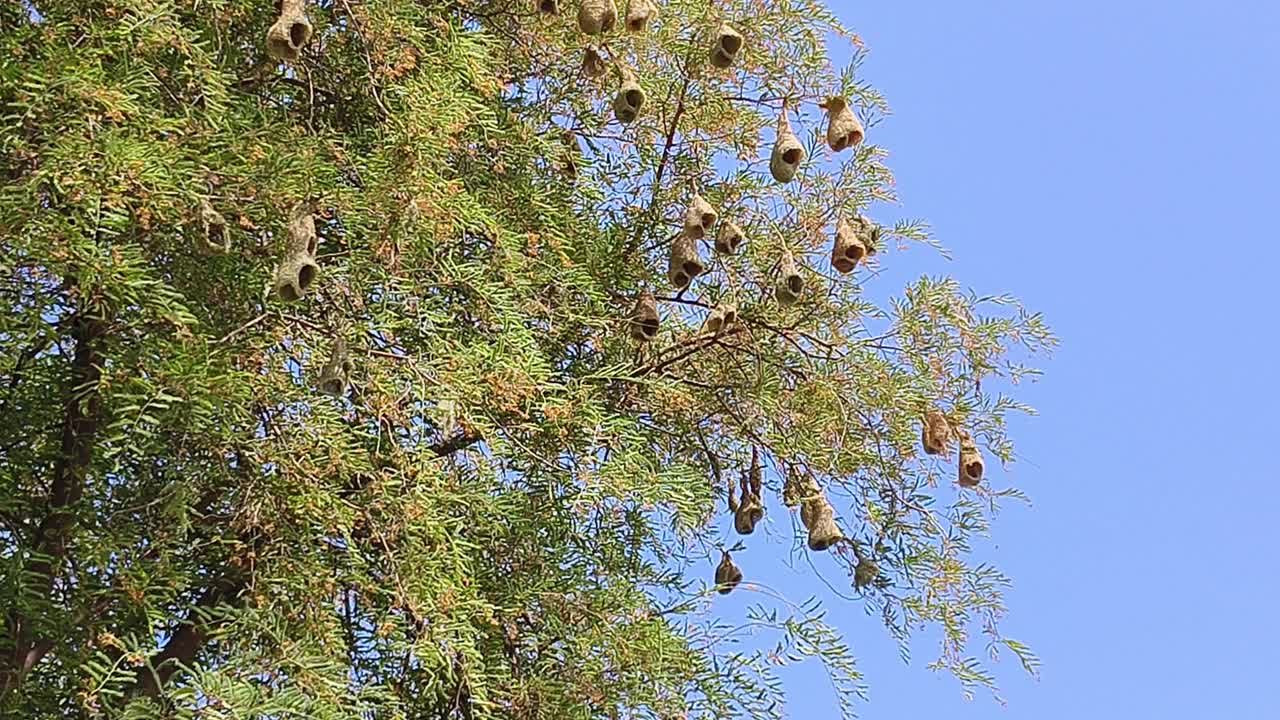 织布鸟巢视频素材