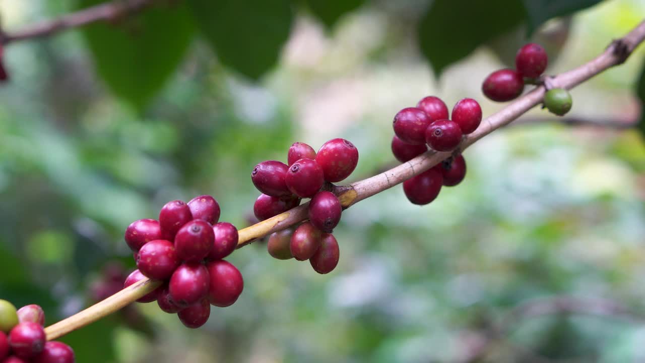 咖啡种植园。视频素材