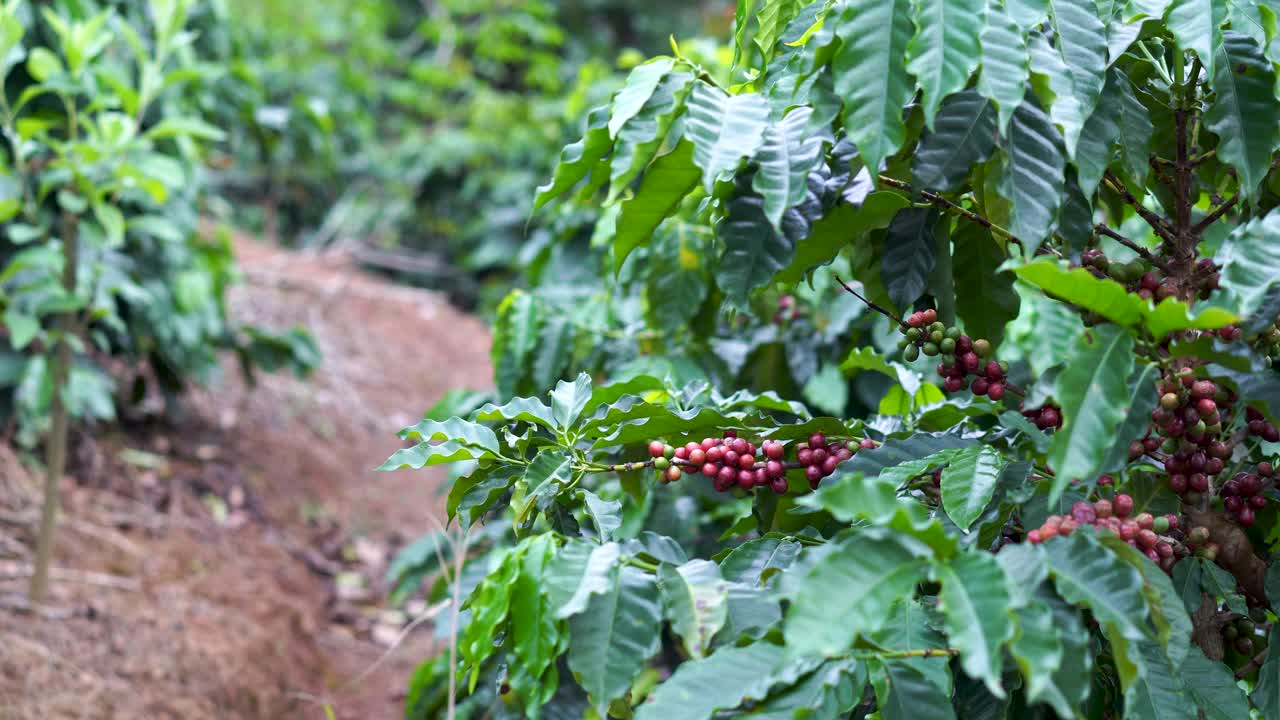 咖啡种植园。视频素材