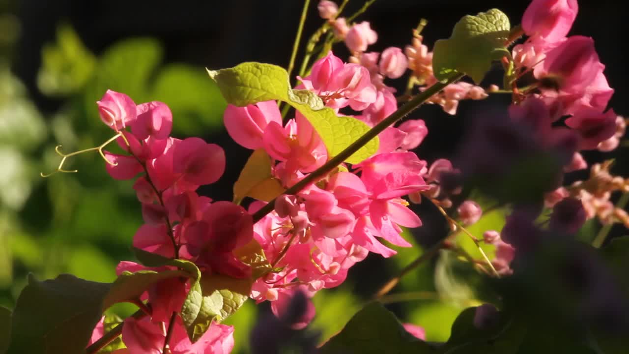 蜜蜂和花视频下载