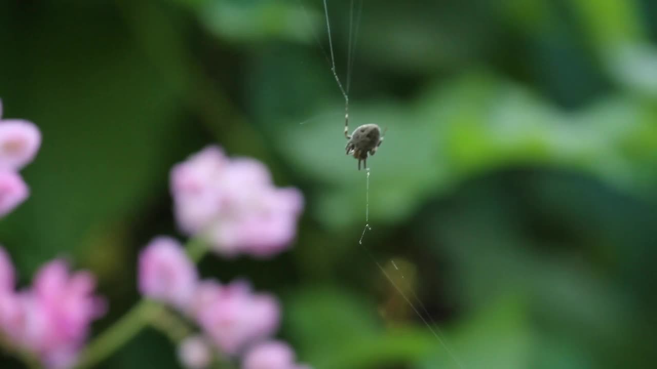 蜘蛛网视频下载