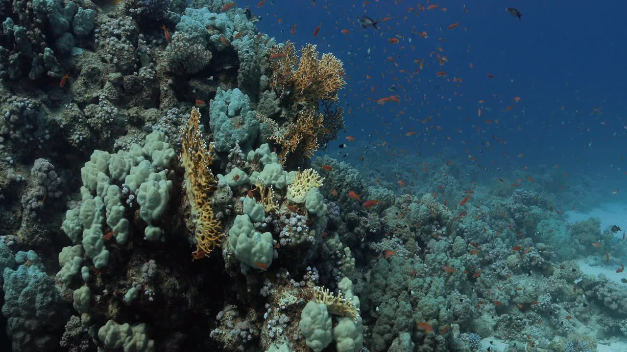 红海中浅蓝色环礁的山坡视频素材