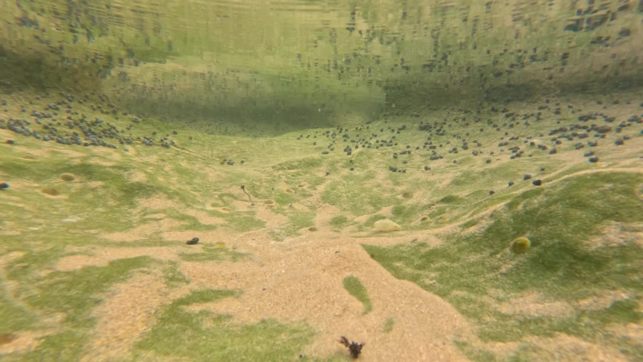 水下岩石池与海洋生物视频素材