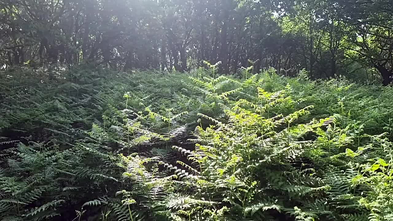 郁郁葱葱茂密的蕨类林地，阳光冲破森林树冠的荒野视频素材