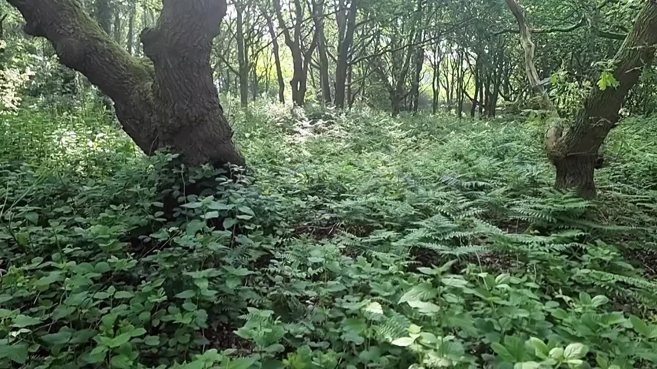 郁郁葱葱的蕨类林地，阳光冲破森林树冠的荒野视频素材