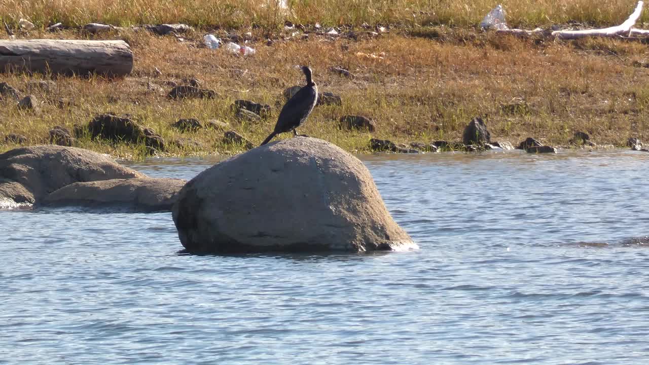 野生动物,鸟类。大鸬鹚(Phalacrocorax carbo)鸭子栖息在岩石上休息。4 k的视频视频素材