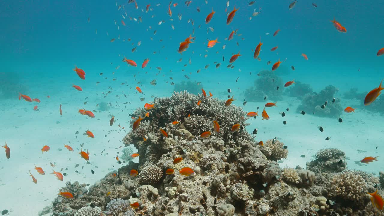 一群小小的彩色鱼在靠近沙滩的红海里游泳。视频素材