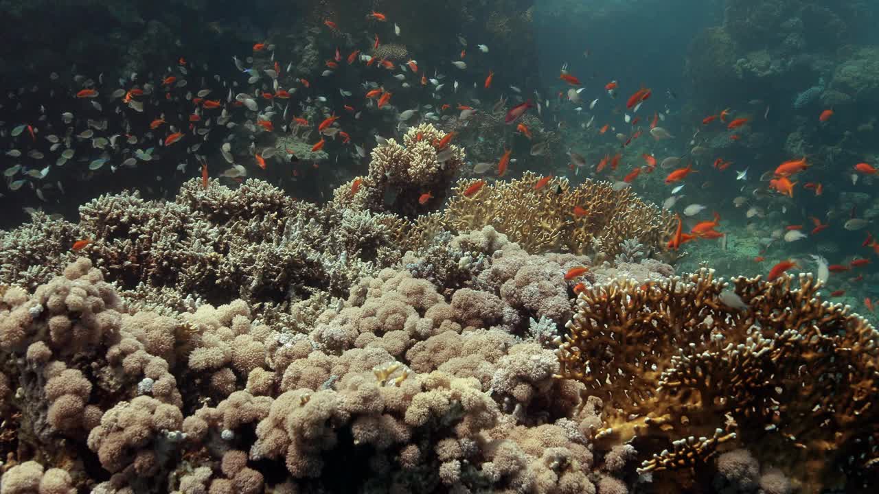 一趟深海环境之旅，有五颜六色的珊瑚和鱼类。视频素材