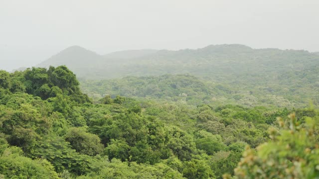 非洲大草原全景图。许多树木和田地。南非国家公园炎热的夏天。野生森林自然。野外狩猎户外。绿草，无人视频素材