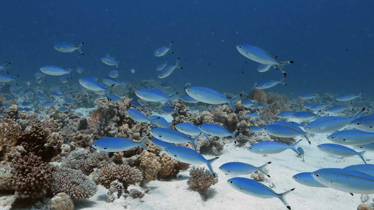 红海里一群蓝色苏伊士火枪鱼的稳定镜头。视频素材