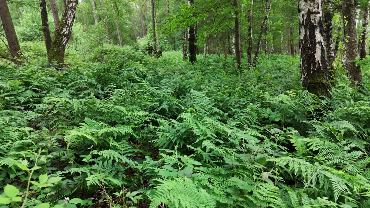 生长在茂密森林中的郁郁葱葱的绿色蕨类植物视频素材