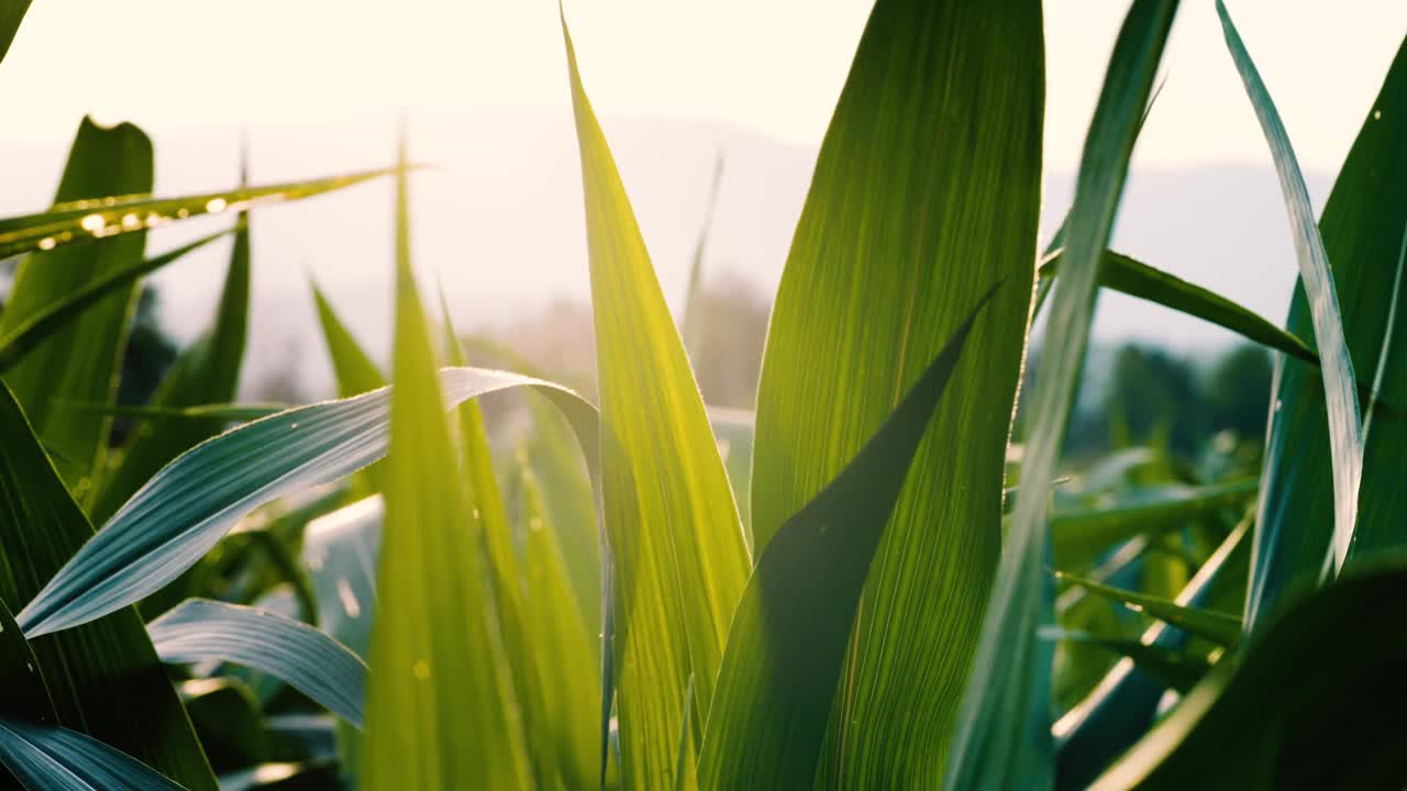农田里的绿玉米在微风中优雅地摇摆视频下载