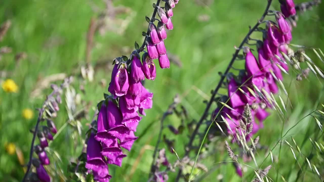 紫花洋地黄)视频素材