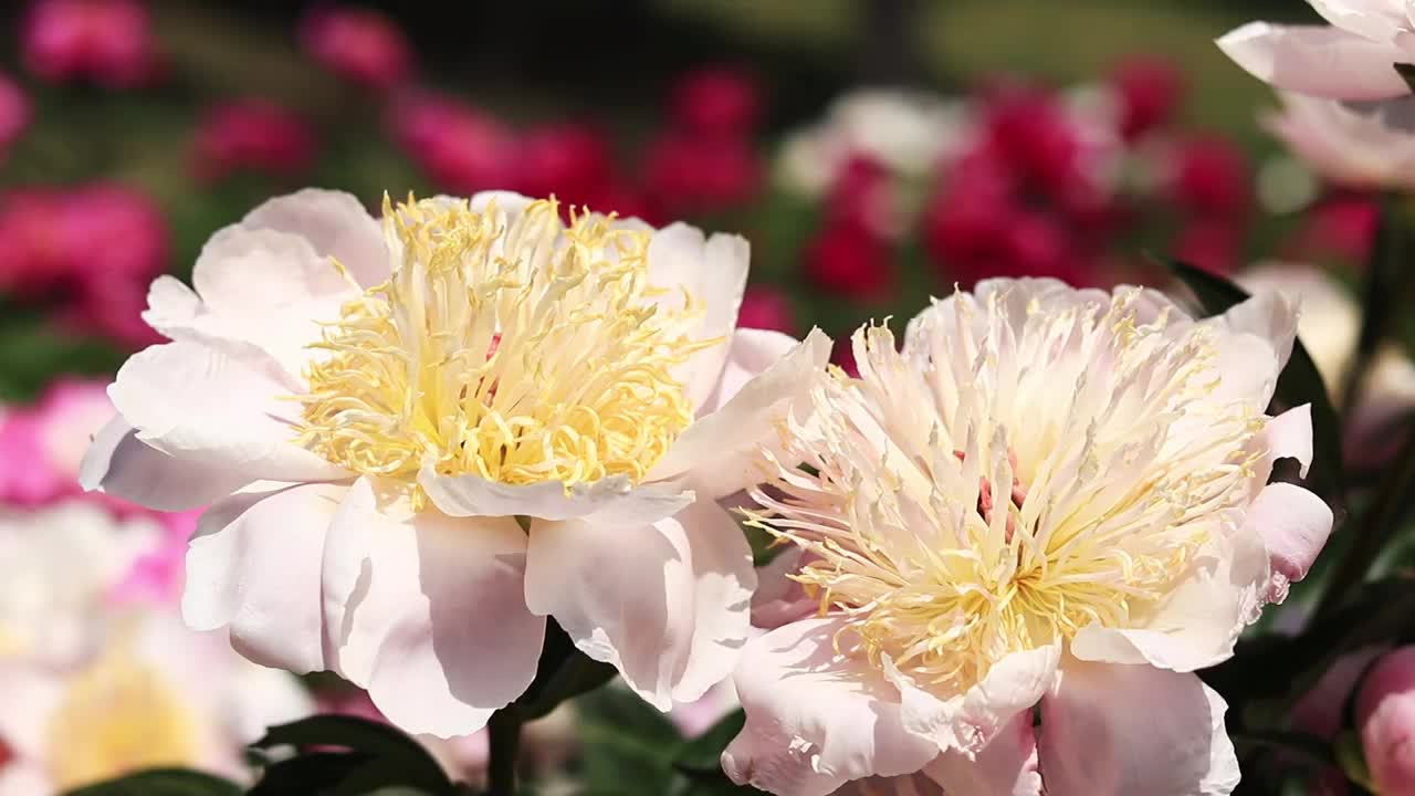 牡丹花园。公园里粉红色的牡丹花视频素材