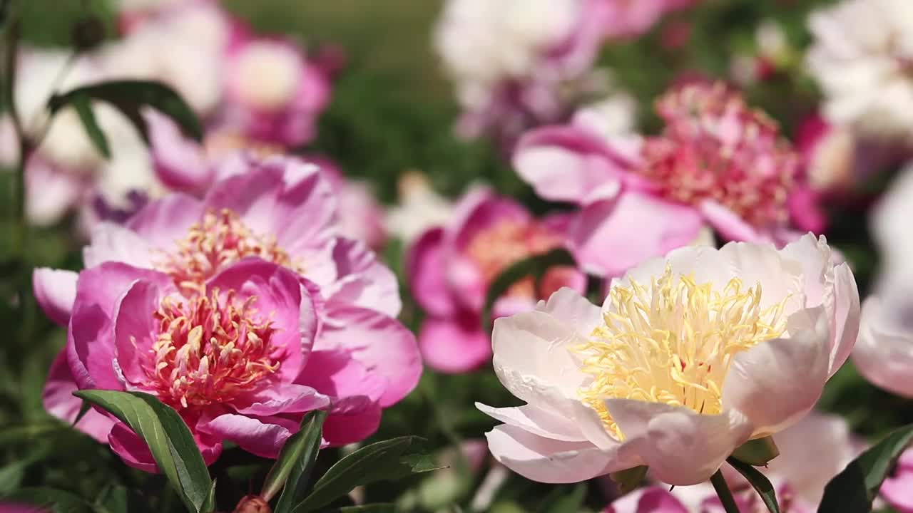 牡丹花园。公园里粉红色的牡丹花视频素材