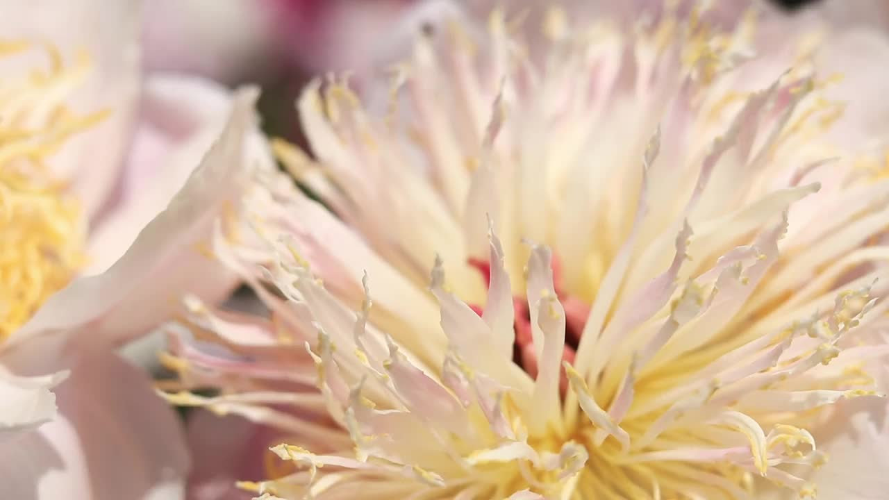 牡丹花园。公园里粉红色的牡丹花视频素材