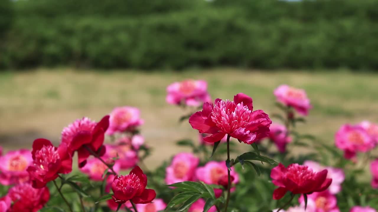 牡丹花园。公园里粉红色的牡丹花视频素材