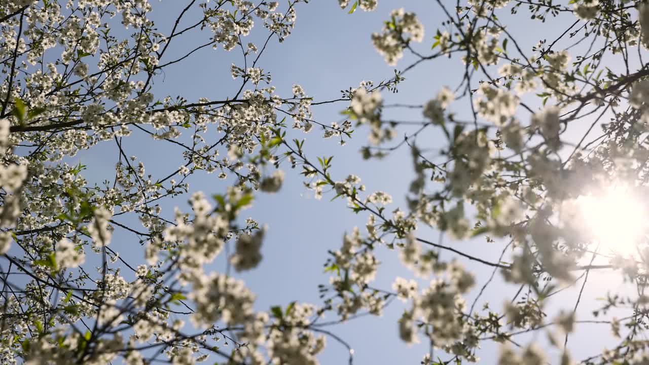 春天的花园，阳光明媚，樱花盛开视频素材