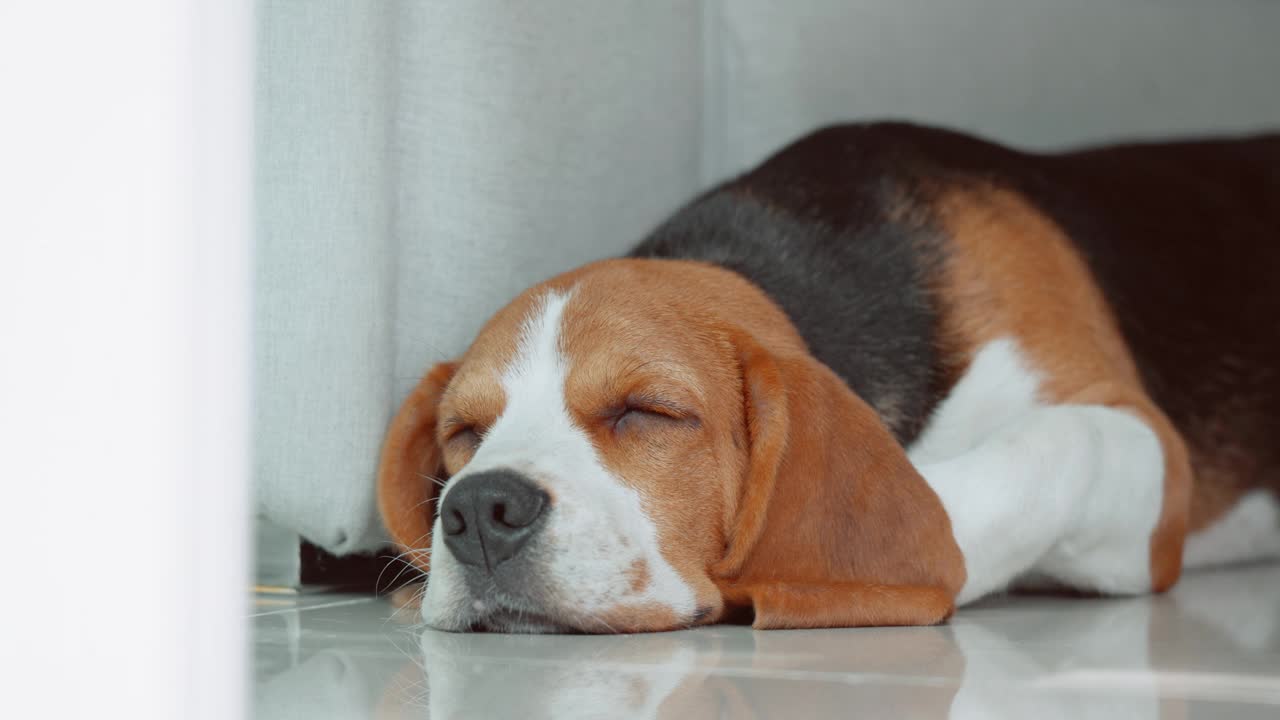 一只可爱的小猎犬小狗睡在房子的地板上。爱狗人士概念视频素材