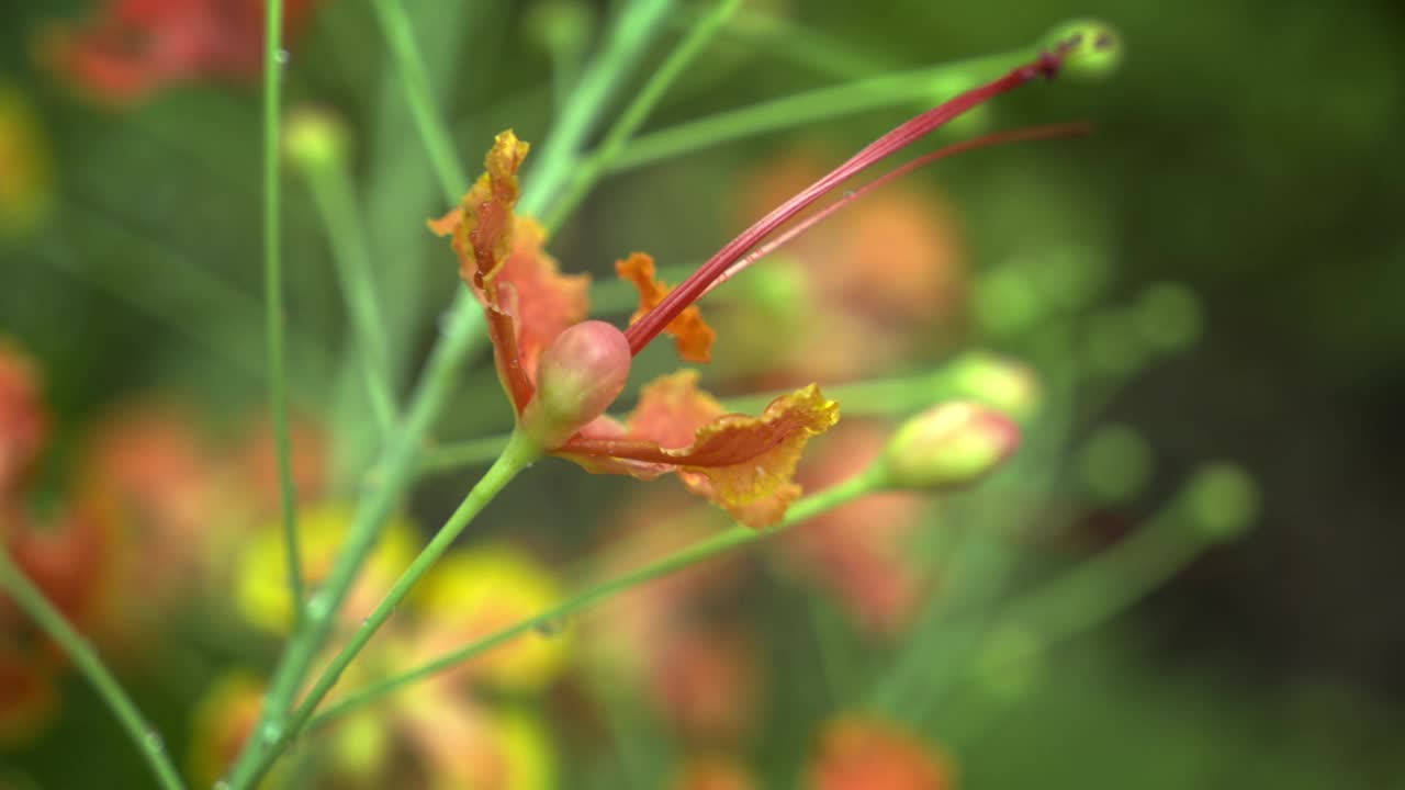 近景:皇家poinciana花，红色带黄色边的花，自然花园中的caesalpinia pulcherrima花或rajamalli视频素材