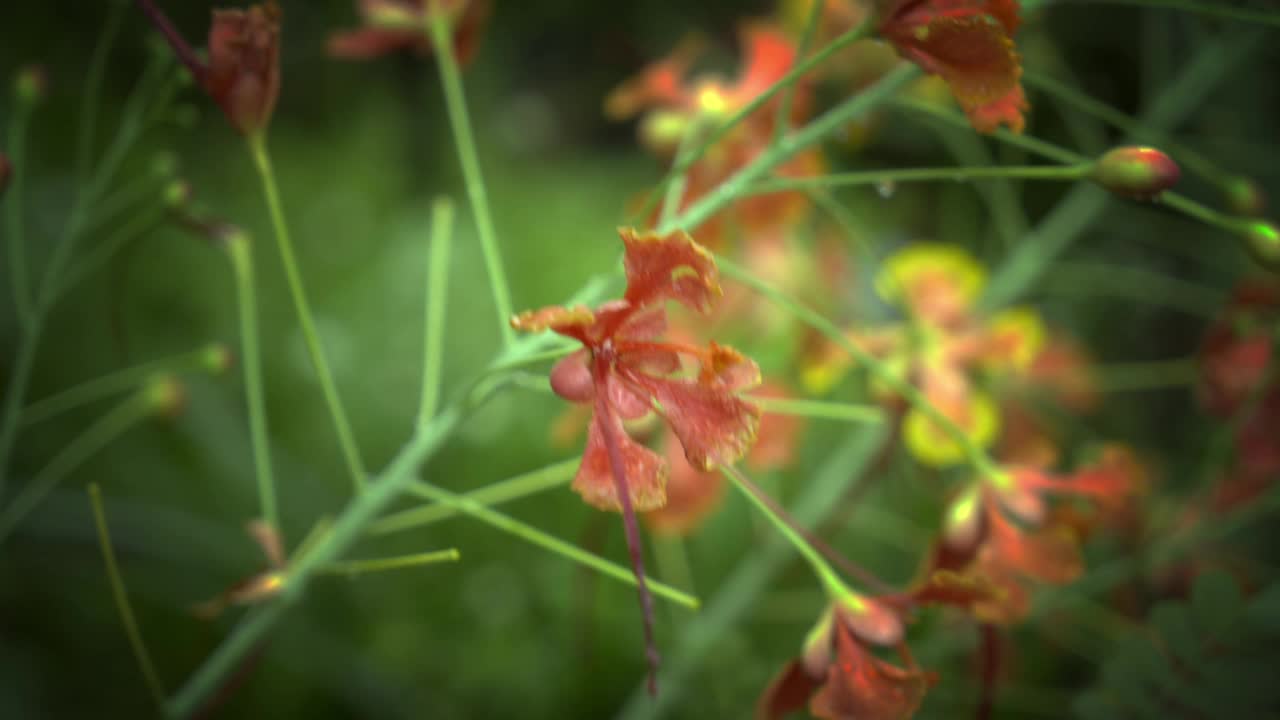 近景:皇家poinciana花，红色带黄色边的花，自然花园中的caesalpinia pulcherrima花或rajamalli视频素材