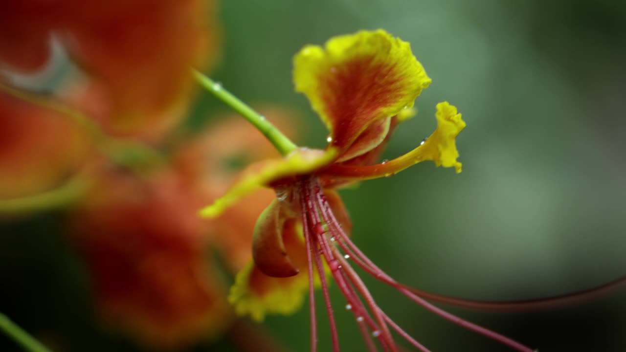 近景:皇家poinciana花，红色带黄色边的花，自然花园中的caesalpinia pulcherrima花或rajamalli视频素材