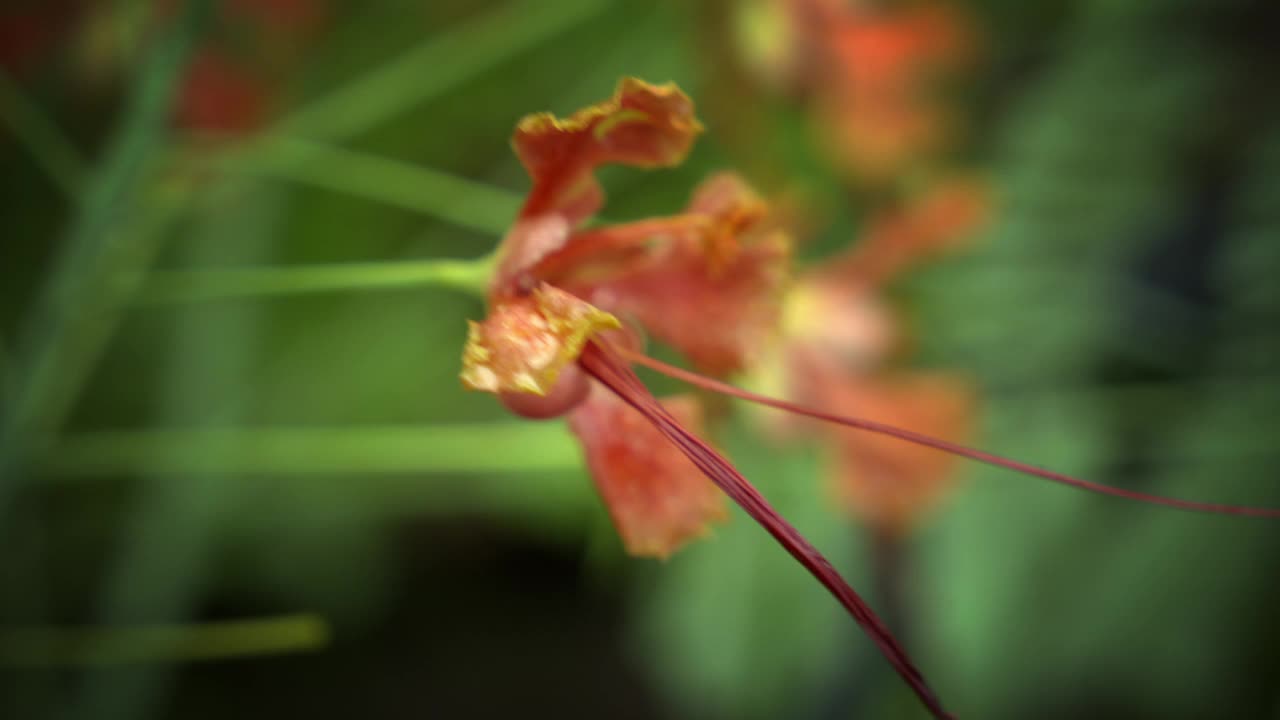 近景:皇家poinciana花，红色带黄色边的花，自然花园中的caesalpinia pulcherrima花或rajamalli视频素材