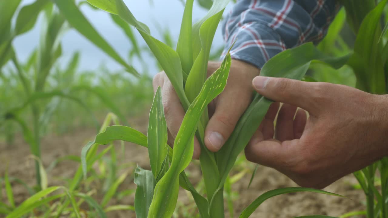 特写男农民在田间检查有机玉米植株的质量。收获农业收获农业无转基因生态生物产品，天然产品环保。视频素材