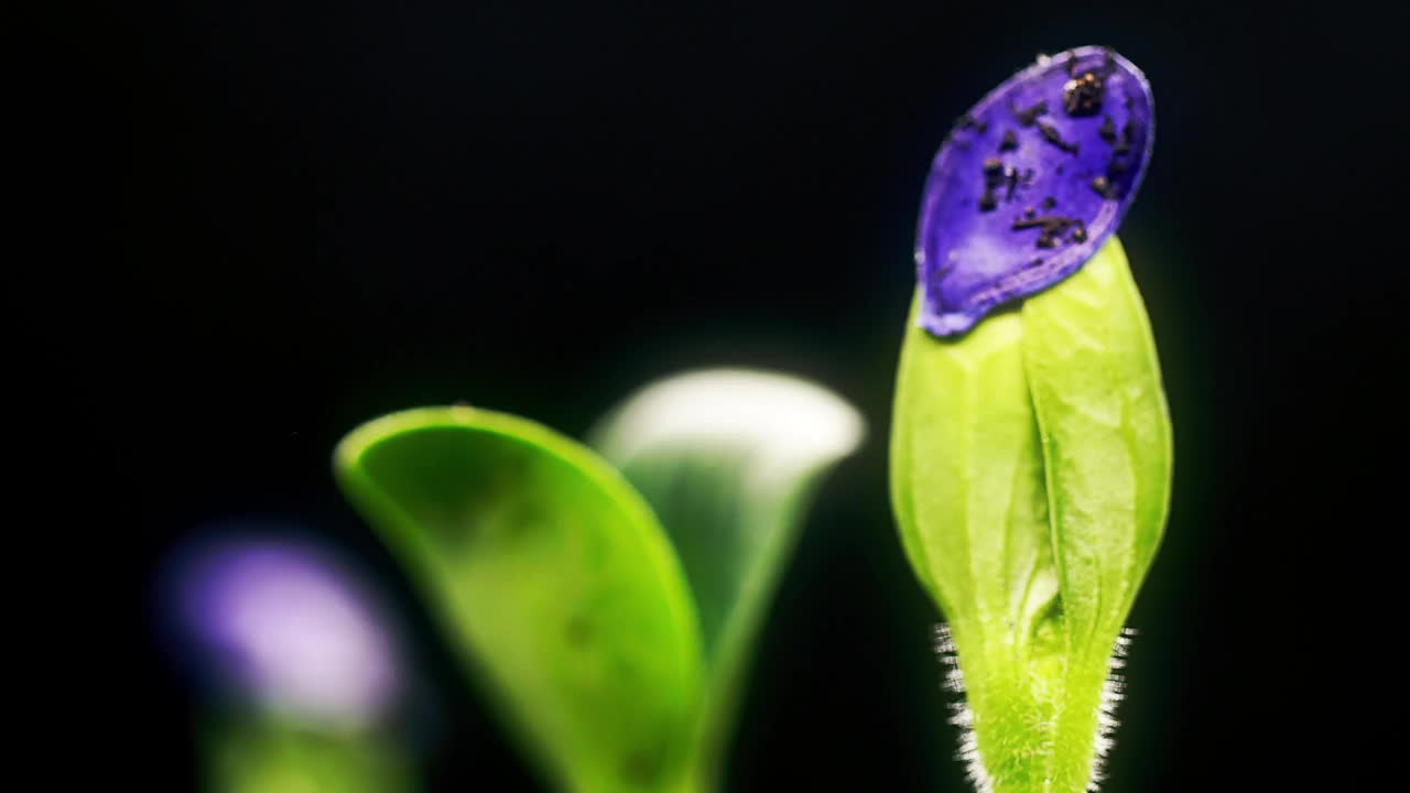 绿色的植物在黑色的背景上随着时间流逝萌发新的生命春天视频素材