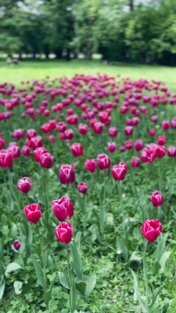 公园里的郁金香，花，草，树视频素材