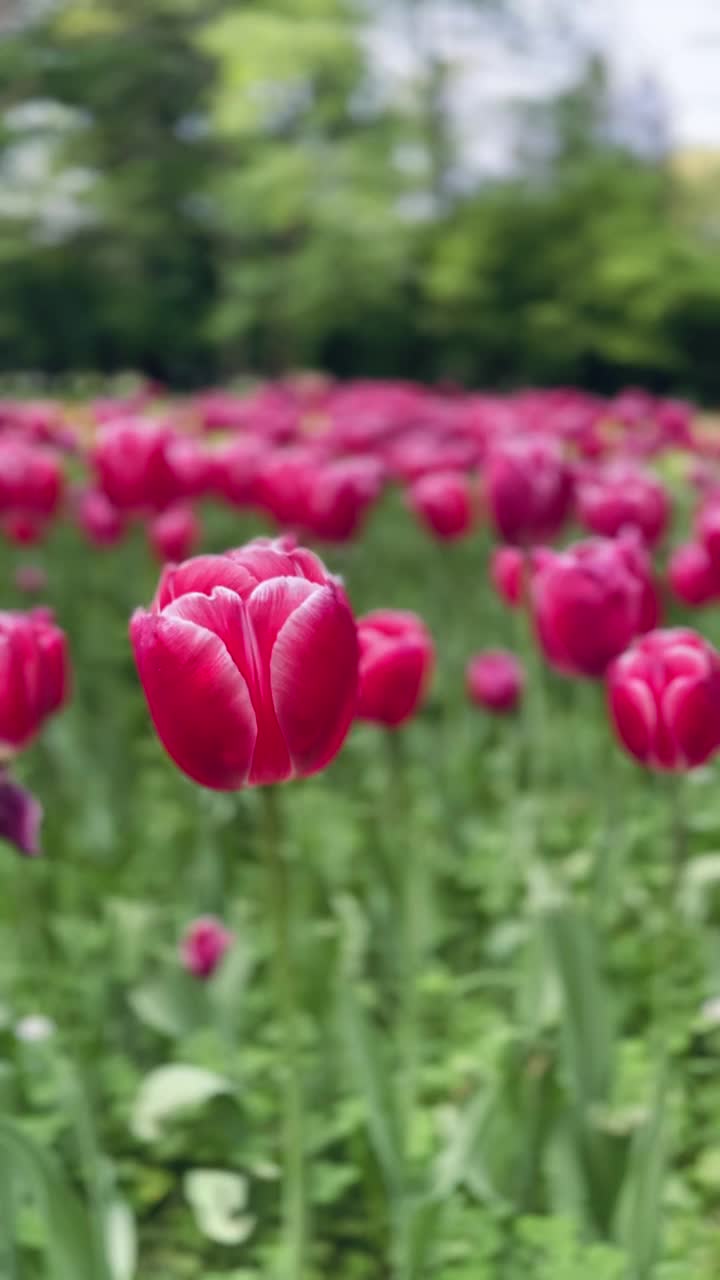 公园里的郁金香，花，草，树视频素材