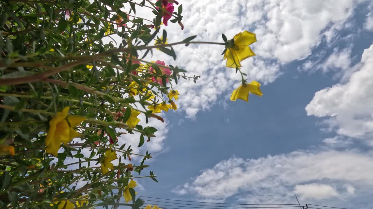 特写低角度通过美丽盛开的黄色马蹄莲花。视频下载
