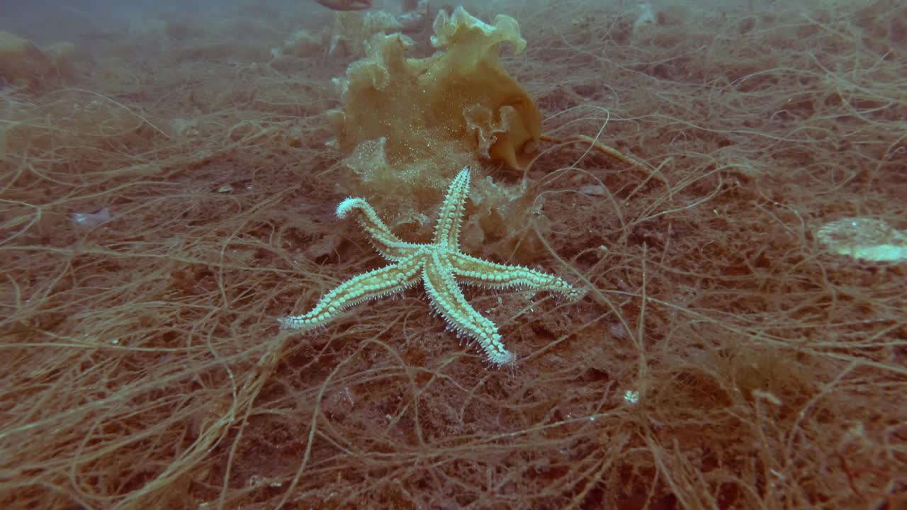 海星躺在被褐藻覆盖的海床上，刺海星(Marthasterias glacialis)躺在海带藻和死海丝(Chorda filum)上。视频素材