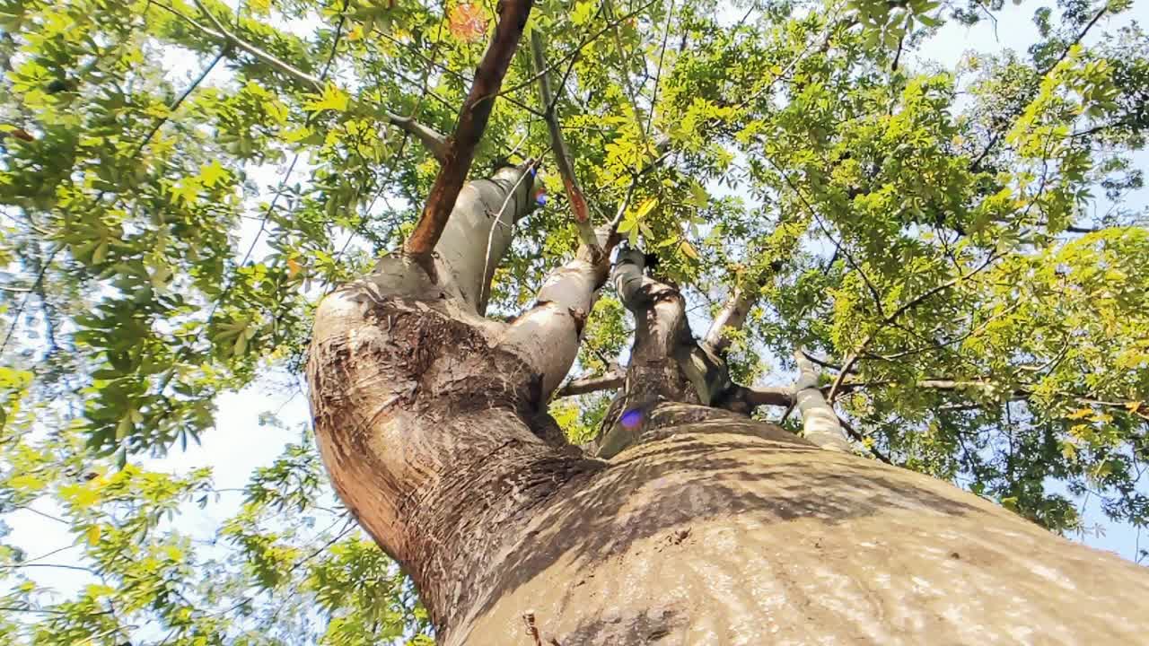 低角度的电影拍摄一个雄伟的热带树干在早晨的阳光。视频下载