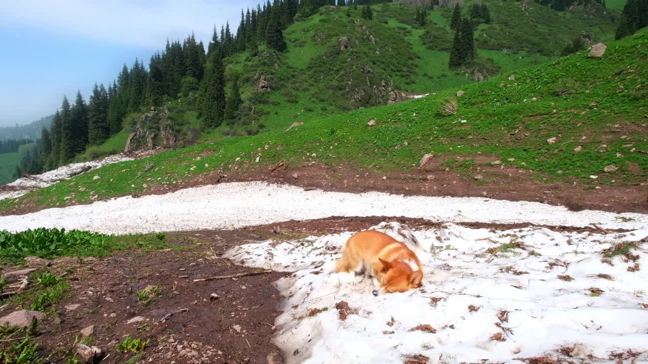 柯基犬在炎热的夏天享受雪崩带来的雪视频下载