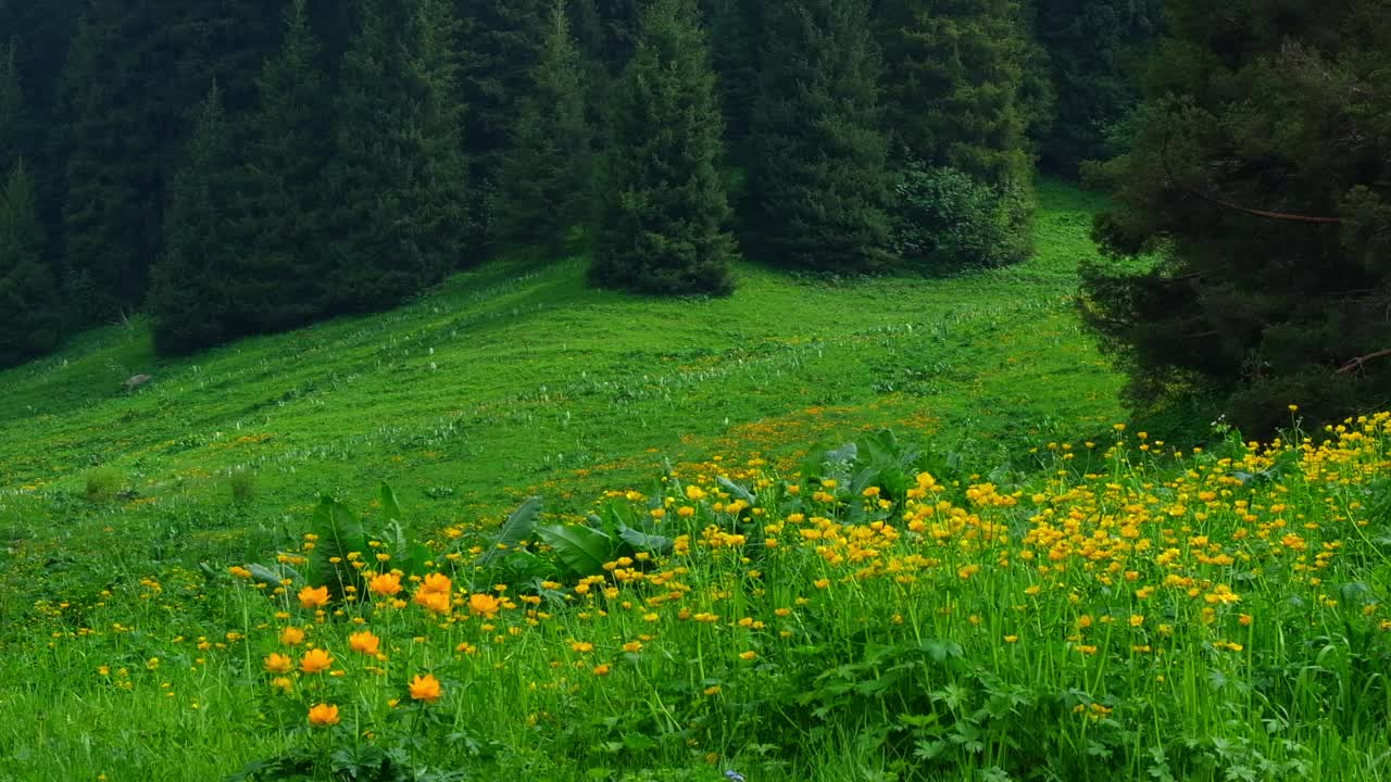 山泉景观，黄花鲜草在草地附近的常绿森林视频素材